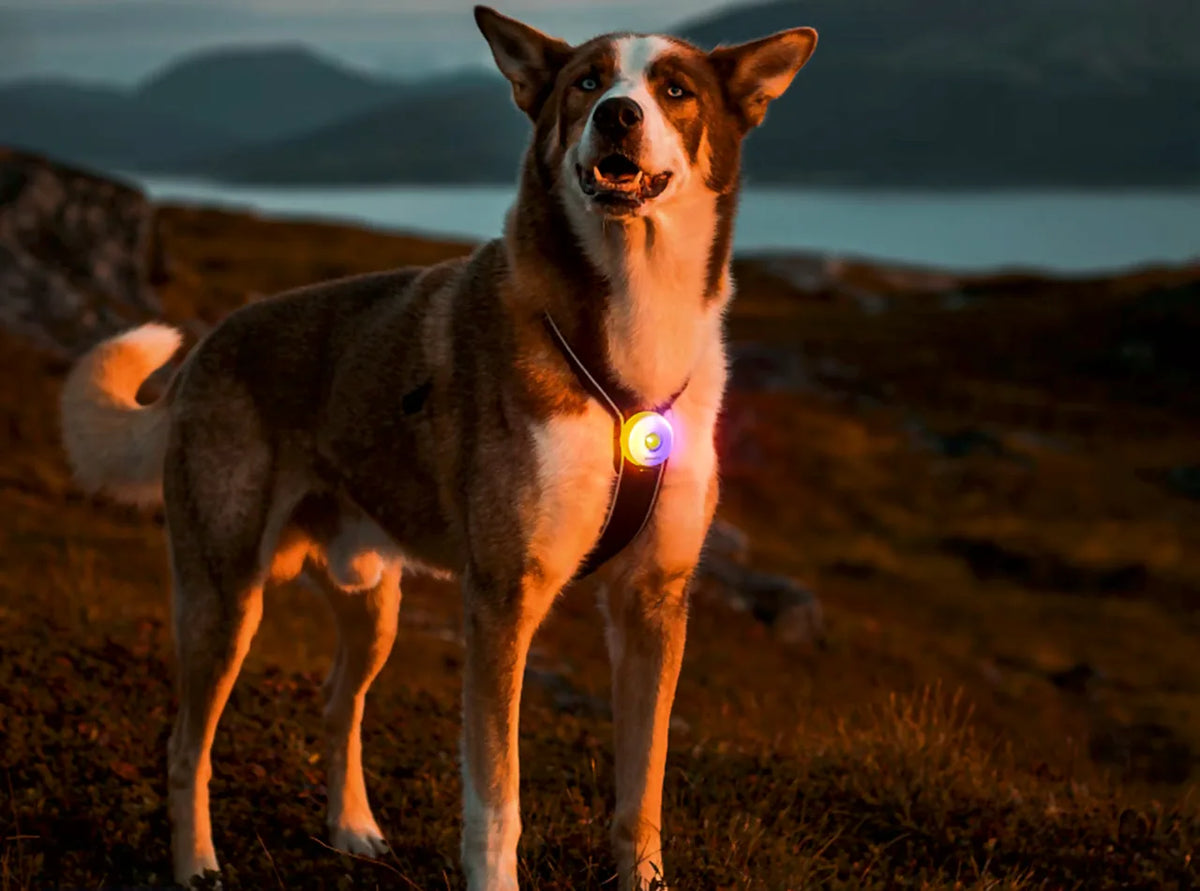 Dog wearing a FAFA safety light on a hillside at dusk