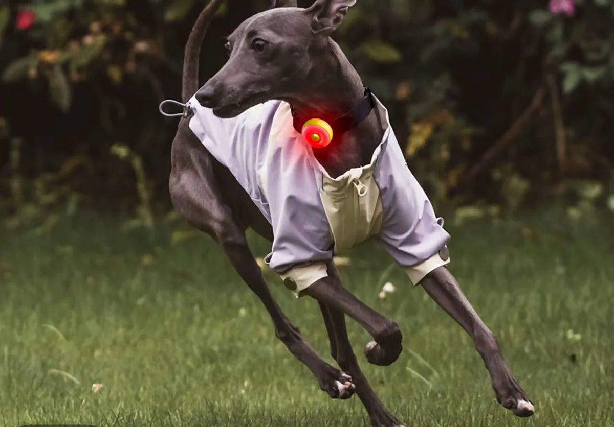 Night Safety Light for Dogs - ERDA