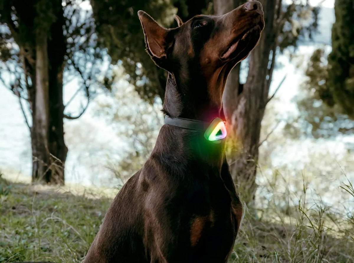 Night Safety Light for Dogs - ERDA