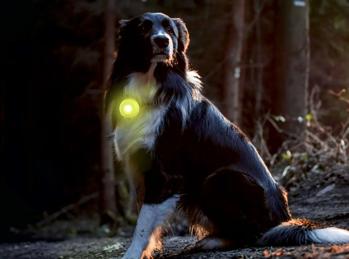 Night Safety Light for Dogs - ERDA